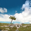 Lonely tree Lonely tree