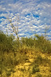 Sand dunes in the Lithuania