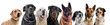 groupe de chiens