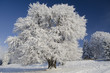 Snow tree under blue sky