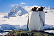 Two penguins