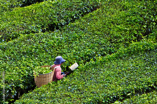 Photo: Tea plantation in the Cameron Highlands Tea plantation in the Cameron Highlands