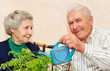 couple pour to water indoor plant