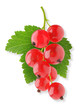 Red currant Red currant