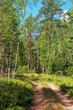 Turn of forest road