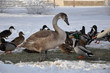 junger schwan