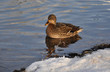 stockente