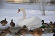 schöner Schwan