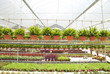 nursery garden