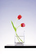 Red tulips in a vase