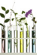 Flowers and plants in test tubes