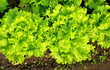 Green lettuce in soil.
