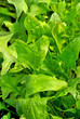 Green spinach in soil at  farm.