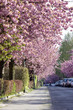 Street with cherrry trees