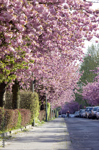 Foto: Street with cherrry trees Street with cherrry trees