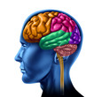 brain lobe sections divisions of mental neurological isolated