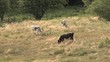 Pâturage dans les Vosges