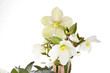 Christrose