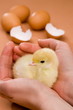 Küken Ostern Hand Frau beschützt