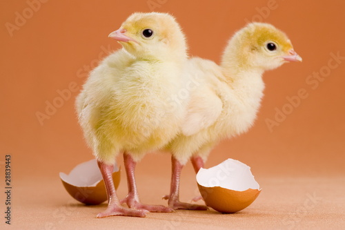 Photo: Ostern Küken witzig frisch geboren Ostern Küken witzig frisch geboren
