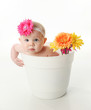 Baby girl in a flower pot