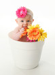 Funny baby girl in a flower pot eating daisies