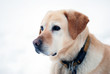 Portrait golden Retriever