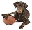 Dog with football Dog with football
