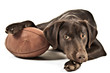 Dog with football Dog with football