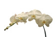 canvas print picture White orchid on white.