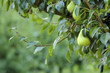 canvas print picture pears on a tree