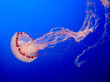 jelly-fish