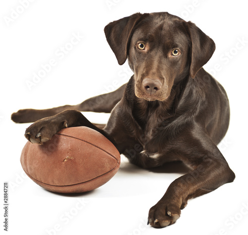 Foto: Dog with football Dog with football