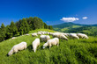 sheep herd, Mala Fatra, Slovakia