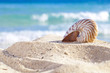 nautilus shell on a beach sand, against sea waves nautilus shell on a beach sand, against sea waves