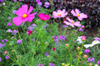 Mexican aster or cosmos bipinnatus