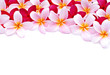 Photo: frangipani flowers for design frangipani flowers for design