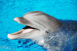 dauphin,delphin,dolphin,mer,Sea,océan ,Ocean