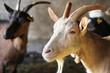 Goats on Farm Goats on Farm