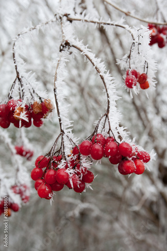 Photo: Rote Beeren im Winter Rote Beeren im Winter