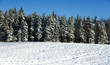 Foto: Tannenwald am weissen Acker Tannenwald am weissen Acker