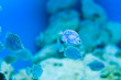 fish in aquarium