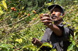 St Helena coffee farmer picking ripe cherry beans