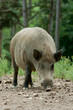 Sanglier de face Sanglier de face