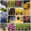 Wine collage