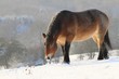 Cheval sous la neige