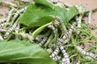 Sarò seta