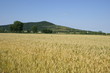 Grano