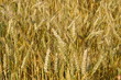 Grano