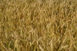 Grano